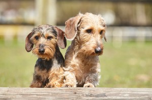 Wilma+Zwuckel von links